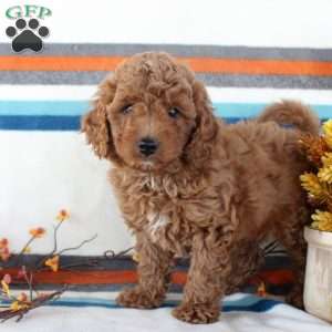 Milo, Miniature Poodle Puppy