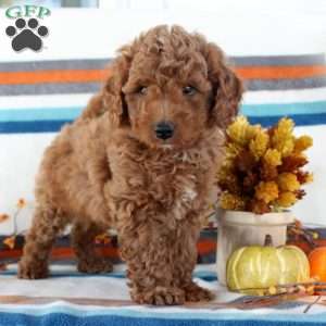 Milo, Miniature Poodle Puppy