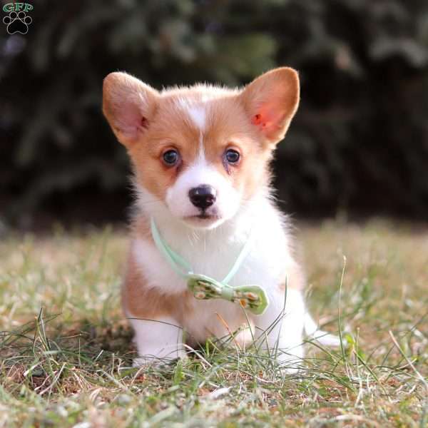 Milo, Pembroke Welsh Corgi Puppy