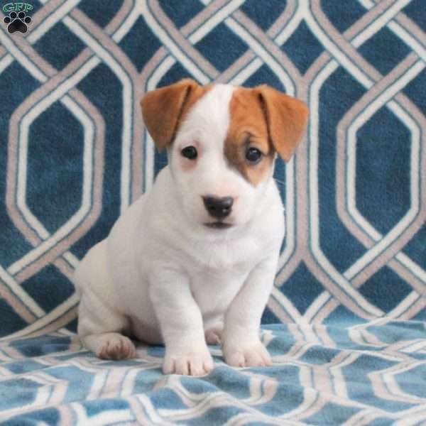 Minnie, Jack Russell Terrier Puppy