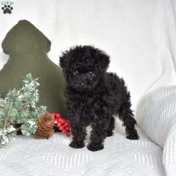 Minnie, Toy Poodle Puppy