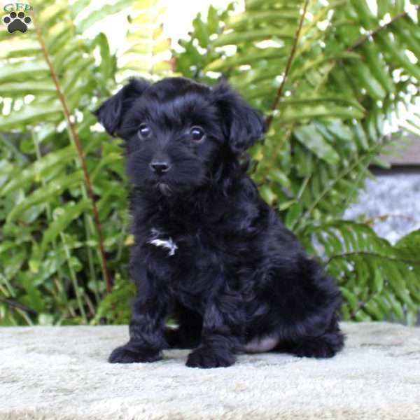 Minnie, Yorkie Poo Puppy