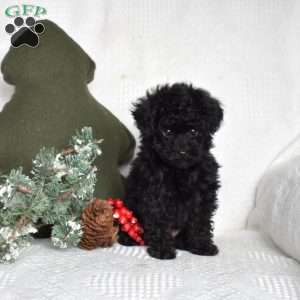 Minnie, Toy Poodle Puppy