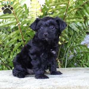 Minnie, Yorkie Poo Puppy