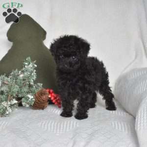 Minnie, Toy Poodle Puppy