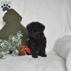 Minnie, Toy Poodle Puppy