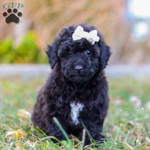 Missy, Miniature Poodle Puppy