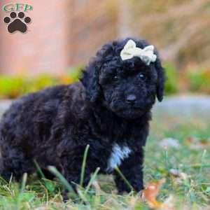 Missy, Miniature Poodle Puppy