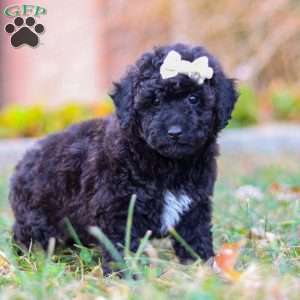 Missy, Miniature Poodle Puppy