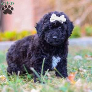 Missy, Miniature Poodle Puppy