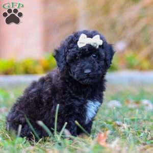 Missy, Miniature Poodle Puppy