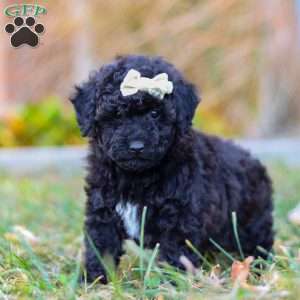 Missy, Miniature Poodle Puppy