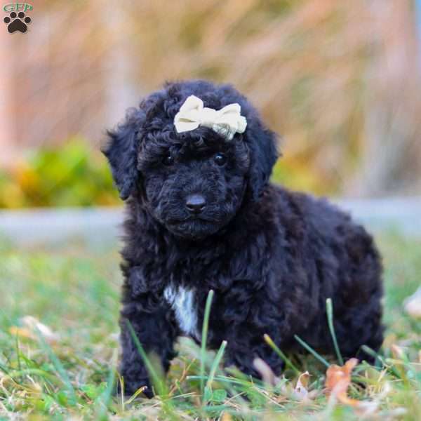 Missy, Miniature Poodle Puppy