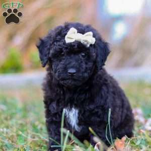 Missy, Miniature Poodle Puppy