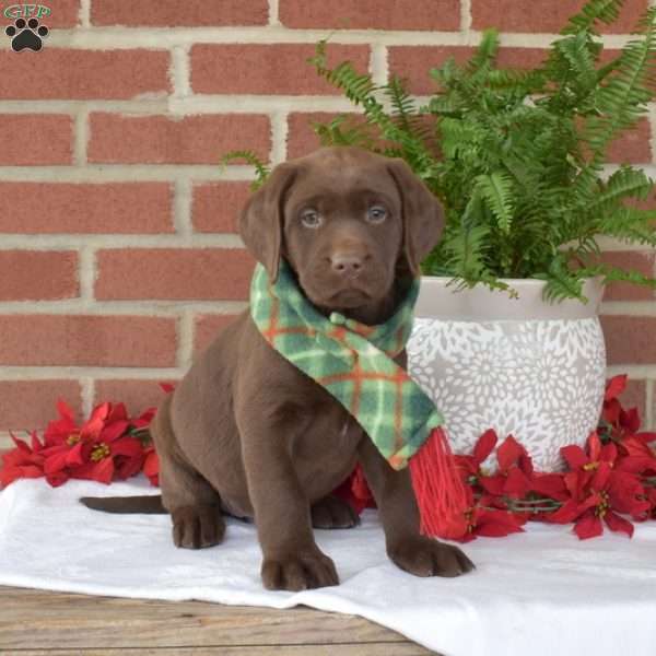 Missy, Chocolate Labrador Retriever Puppy