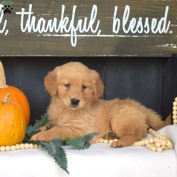 Missy, Golden Retriever Puppy