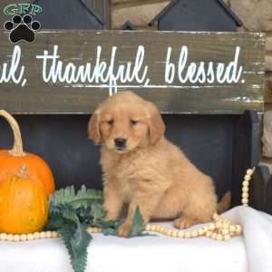 Missy, Golden Retriever Puppy