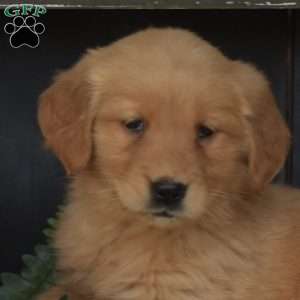 Missy, Golden Retriever Puppy