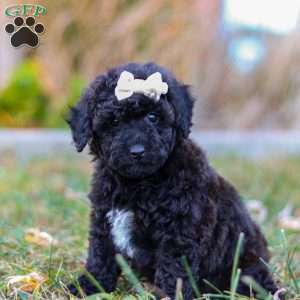 Missy, Miniature Poodle Puppy