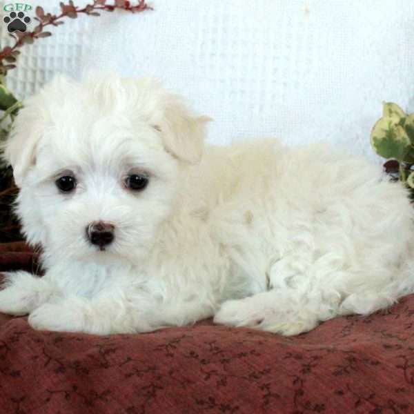 Misty, Maltese Puppy