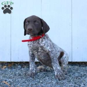 Misty, German Shorthaired Pointer Puppy