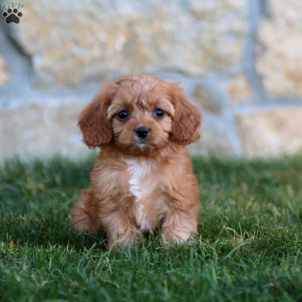 Mitch, Cavapoo Puppy