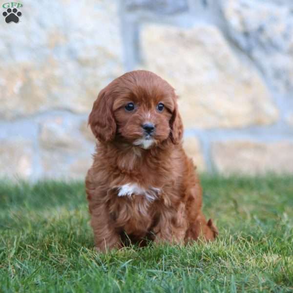 Mitzy, Cavapoo Puppy