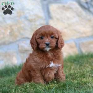 Mitzy, Cavapoo Puppy