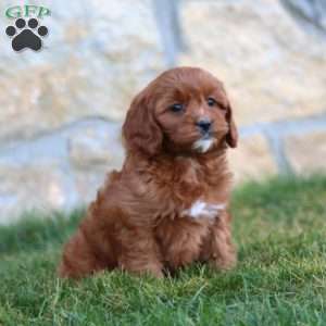 Mitzy, Cavapoo Puppy