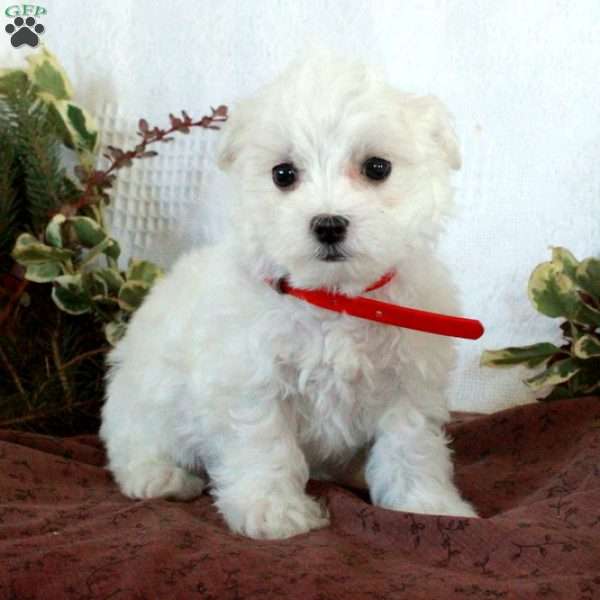 Moby, Maltese Puppy