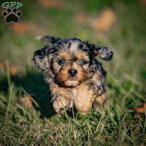 Mocha, Cavapoo Puppy