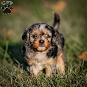 Mocha, Cavapoo Puppy