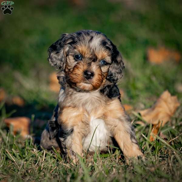 Mocha, Cavapoo Puppy