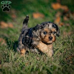 Mocha, Cavapoo Puppy