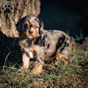 Mocha, Cavapoo Puppy