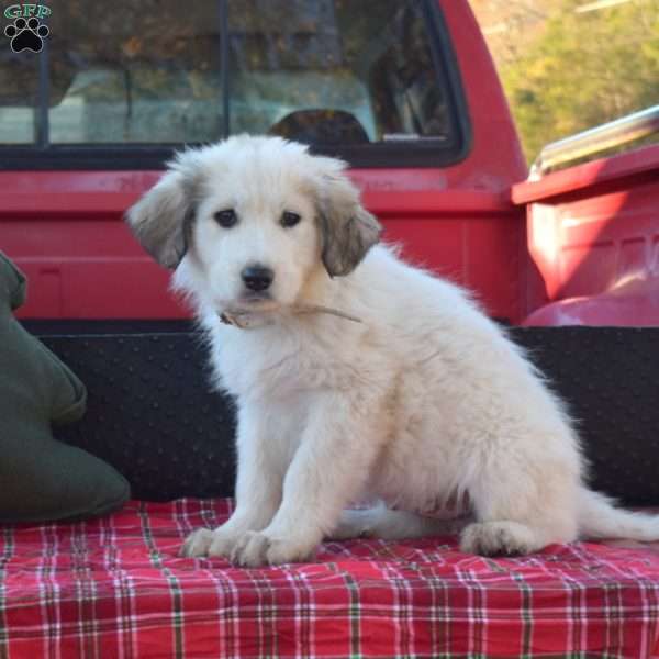 Mocha, Great Pyrenees Puppy