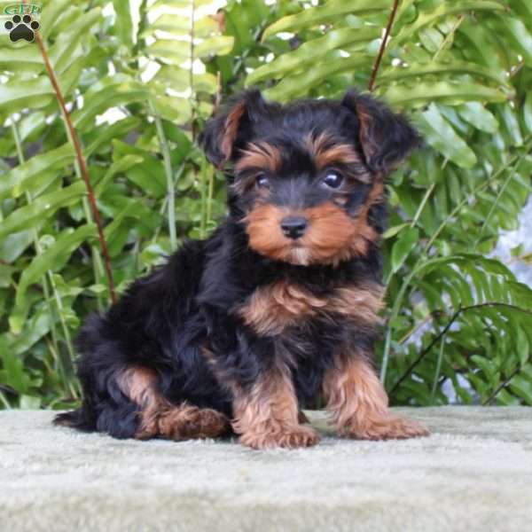 Mocha, Yorkie Poo Puppy