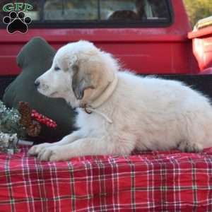 Mocha, Great Pyrenees Puppy