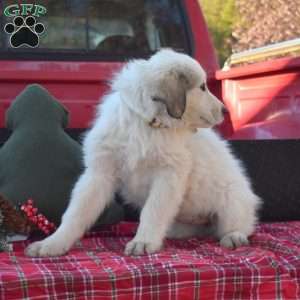 Mocha, Great Pyrenees Puppy