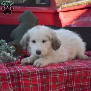 Mocha, Great Pyrenees Puppy