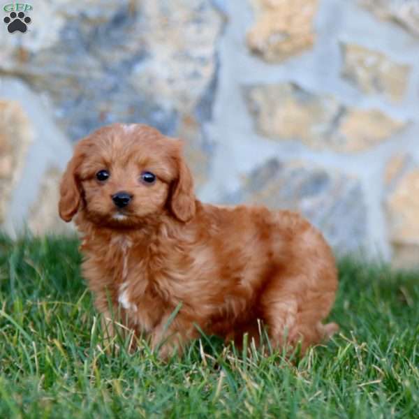 Mojo, Cavapoo Puppy