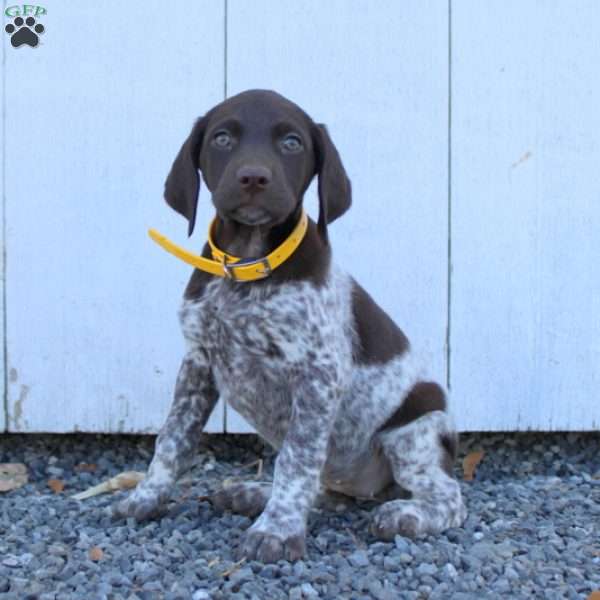 Molly, German Shorthaired Pointer Puppy