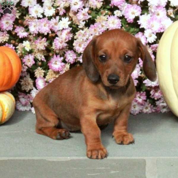 Molly, Dachshund Puppy