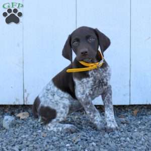 Molly, German Shorthaired Pointer Puppy