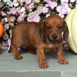 Molly, Dachshund Puppy