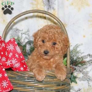 Molly, Miniature Poodle Puppy