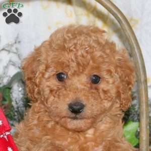 Molly, Miniature Poodle Puppy