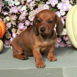 Molly, Dachshund Puppy