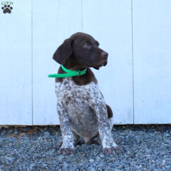 Monte, German Shorthaired Pointer Puppy