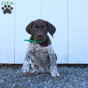 Monte, German Shorthaired Pointer Puppy